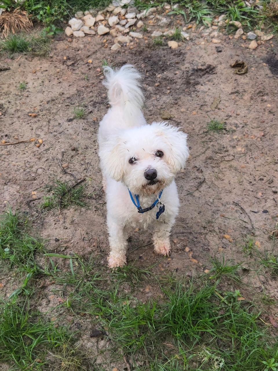 Enlarge Lilie, a Adoptable Bichon Frise in Orlando, FL image 1/4