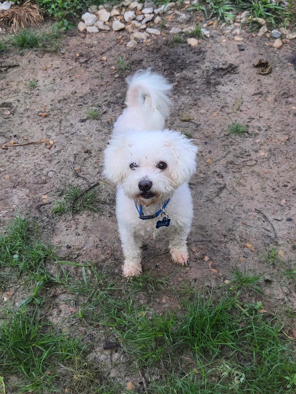 Enlarge Lilie, a Adoptable Bichon Frise in Orlando, FL image 4/4
