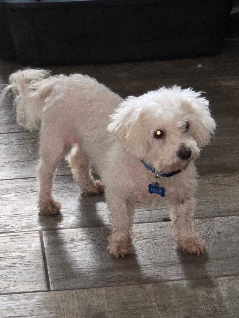 Enlarge Lilie, a Adoptable Bichon Frise in Orlando, FL image 2/4