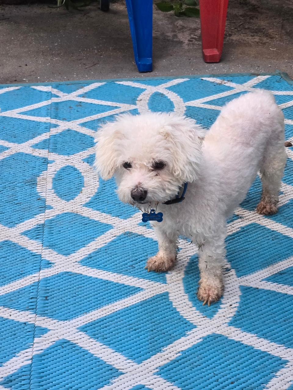 Enlarge Lilie, a Adoptable Bichon Frise in Orlando, FL image 3/4