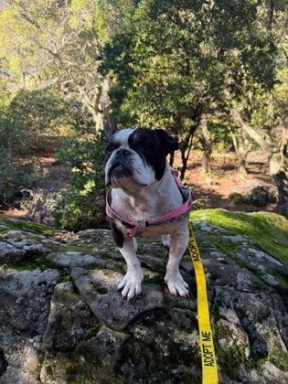 Two Front Teeth, Adoptable, Senior Male Mixed Breed & Mixed Breed.