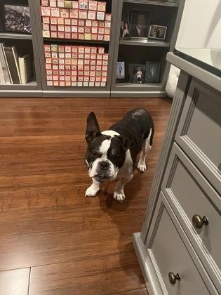 Two Front Teeth, Adoptable, Senior Male Mixed Breed & Mixed Breed.