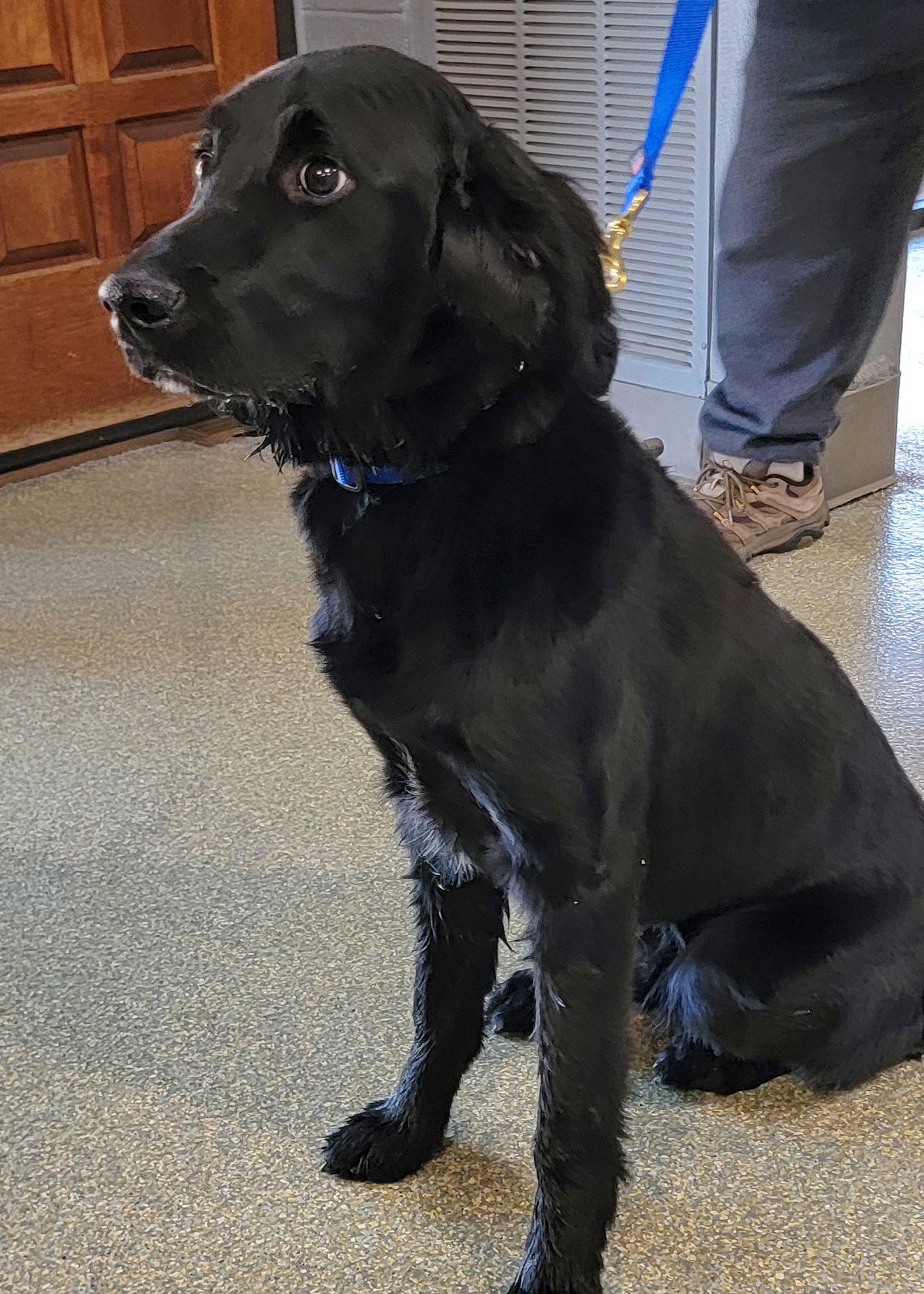Junior, Adoptable, Puppy Male Golden Retriever & Standard Poodle.