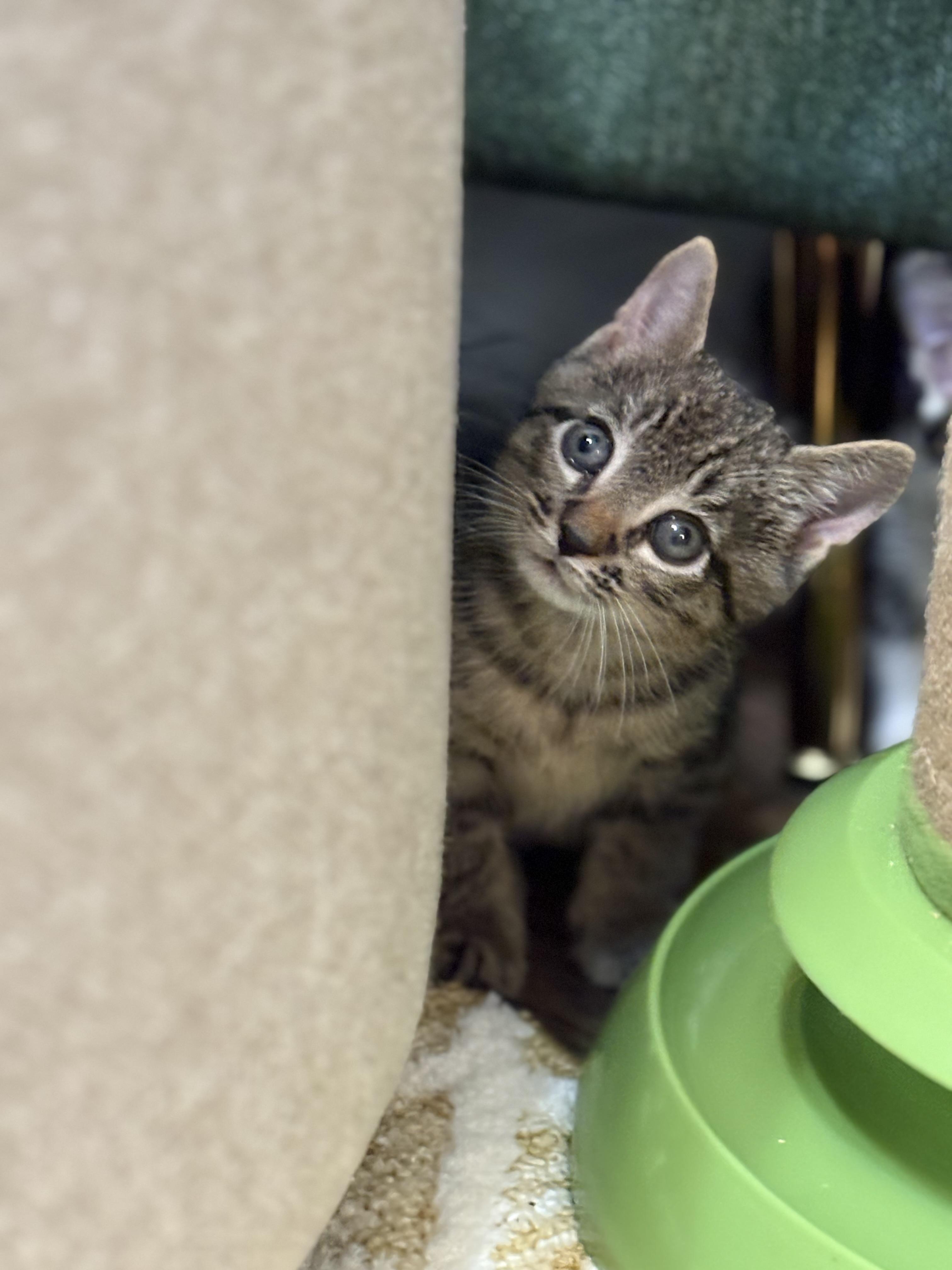 Enlarge Stuffin', a Adoptable mixed breed in Charlotte, NC image 1/5
