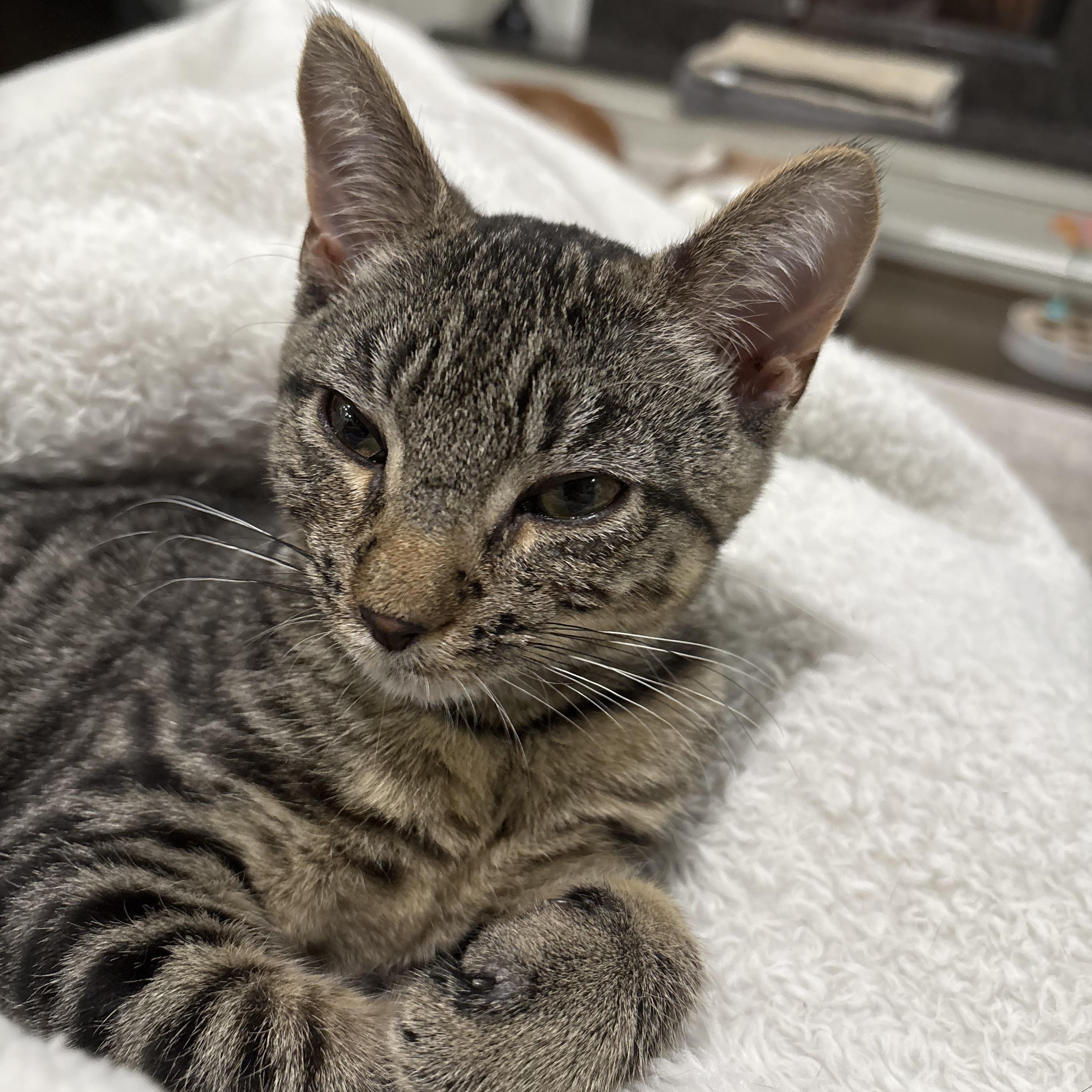 Enlarge Stuffin' aka Toshi, a Adoptable mixed breed in Charlotte, NC image 1/4