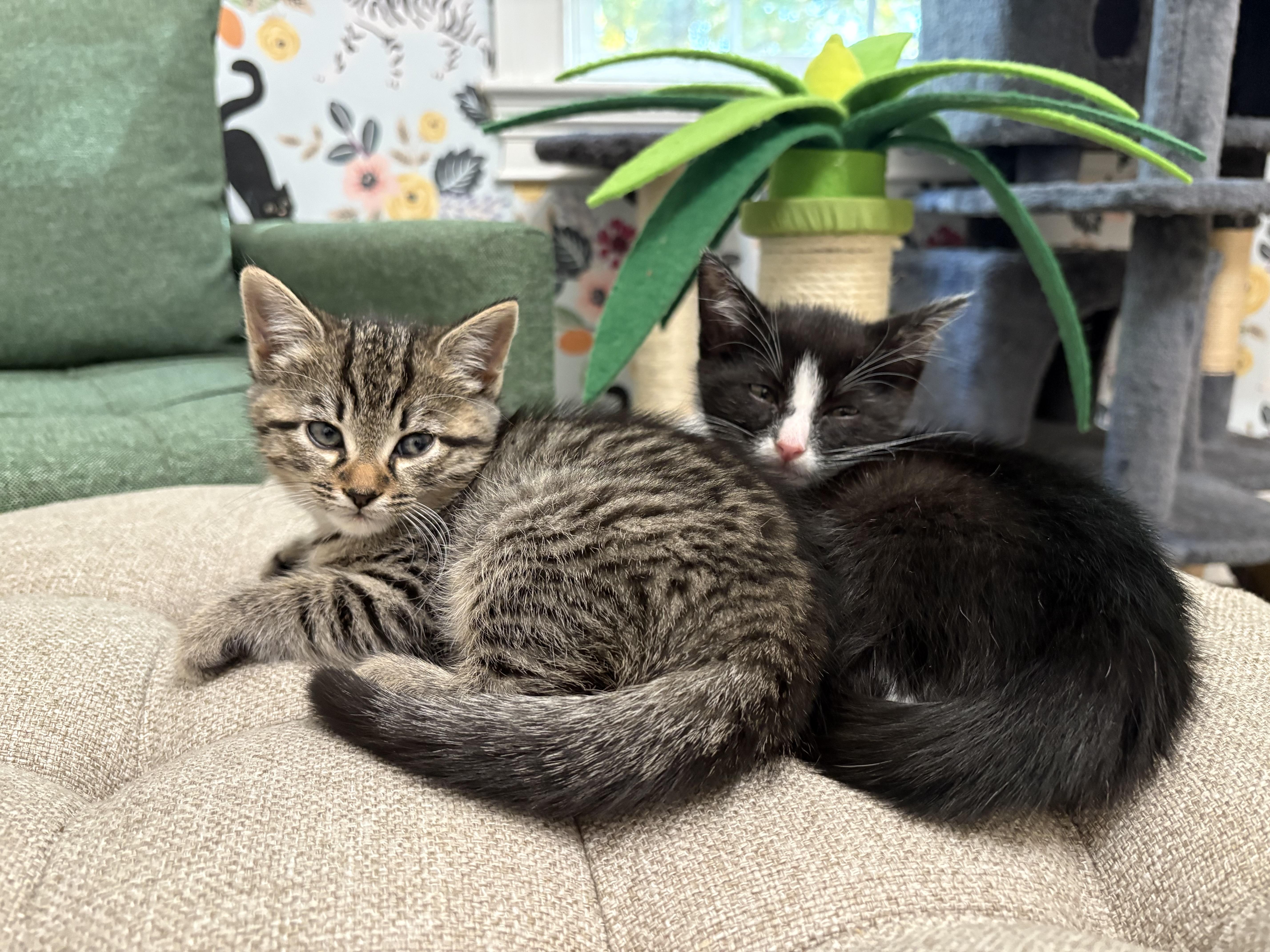 Stuffin', Adoptable, Kitten Male Tabby & Domestic Short Hair.