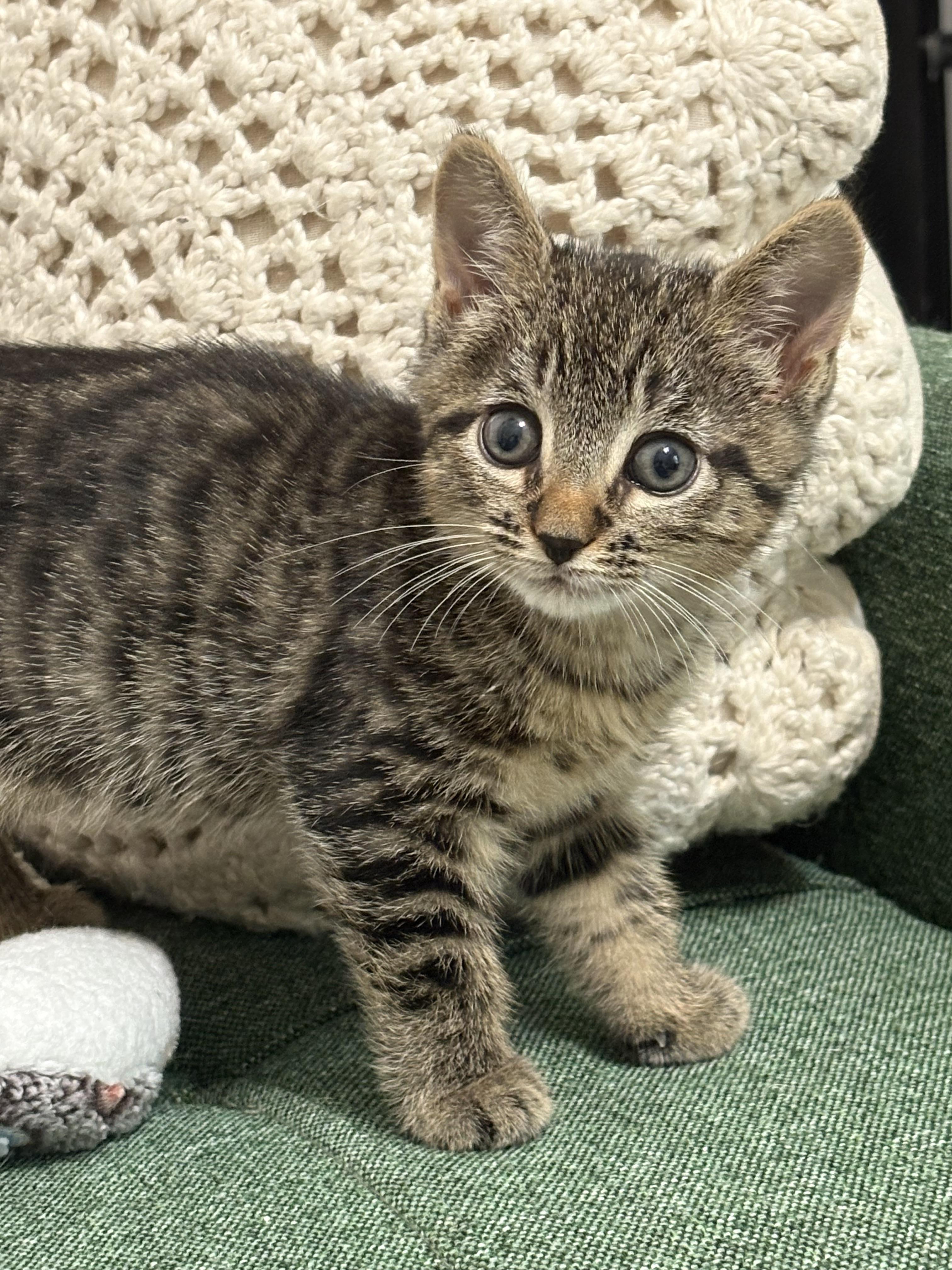 Enlarge Stuffin', a Adoptable mixed breed in Charlotte, NC image 2/5