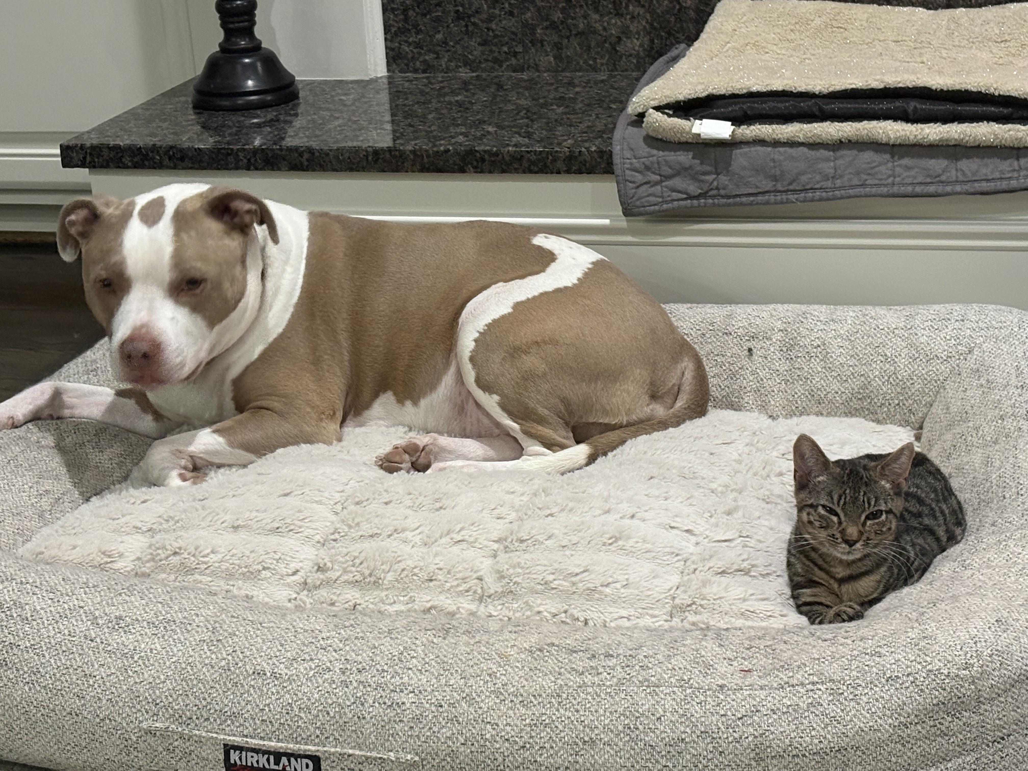 Enlarge Stuffin' aka Toshi, a Adoptable mixed breed in Charlotte, NC image 2/4