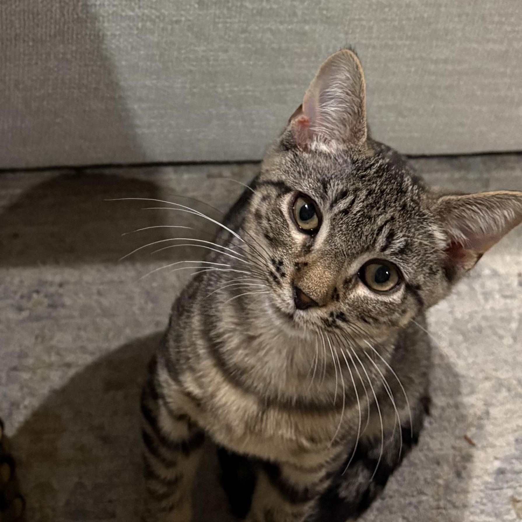 Enlarge Stuffin' aka Toshi, a Adoptable mixed breed in Charlotte, NC image 3/4