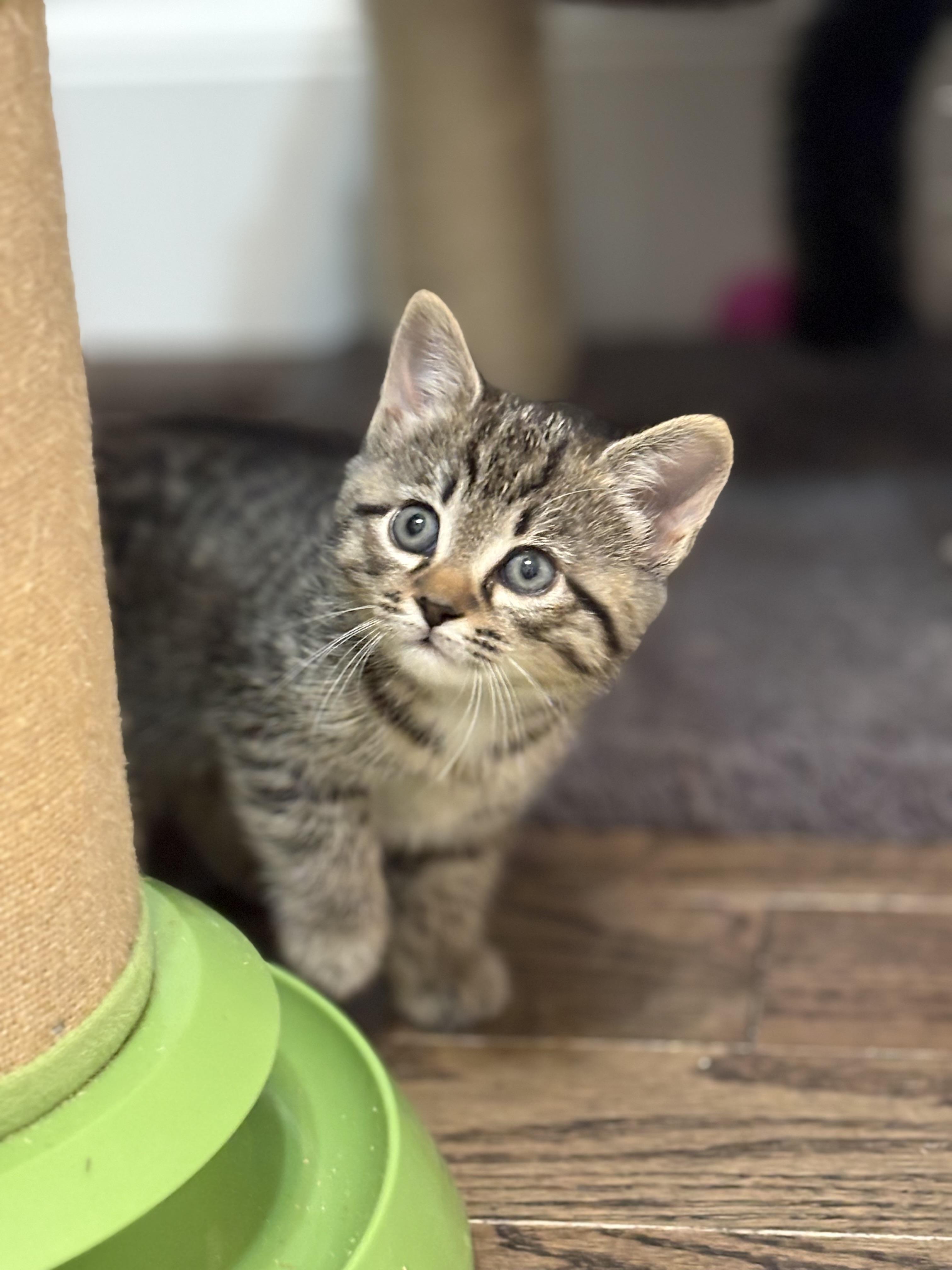 Enlarge Stuffin', a Adoptable mixed breed in Charlotte, NC image 4/5