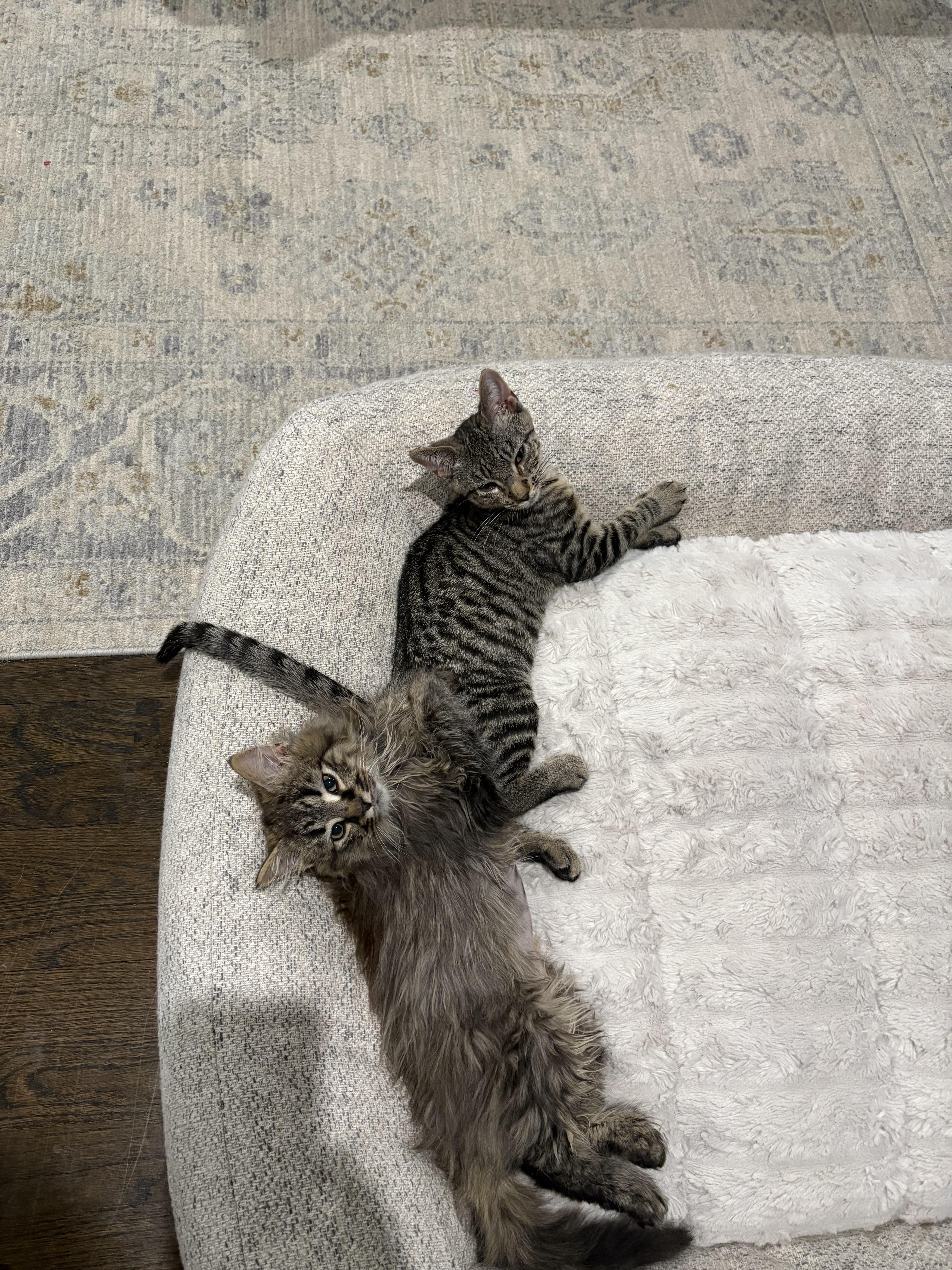 Enlarge Stuffin' aka Toshi, a Adoptable mixed breed in Charlotte, NC image 4/4