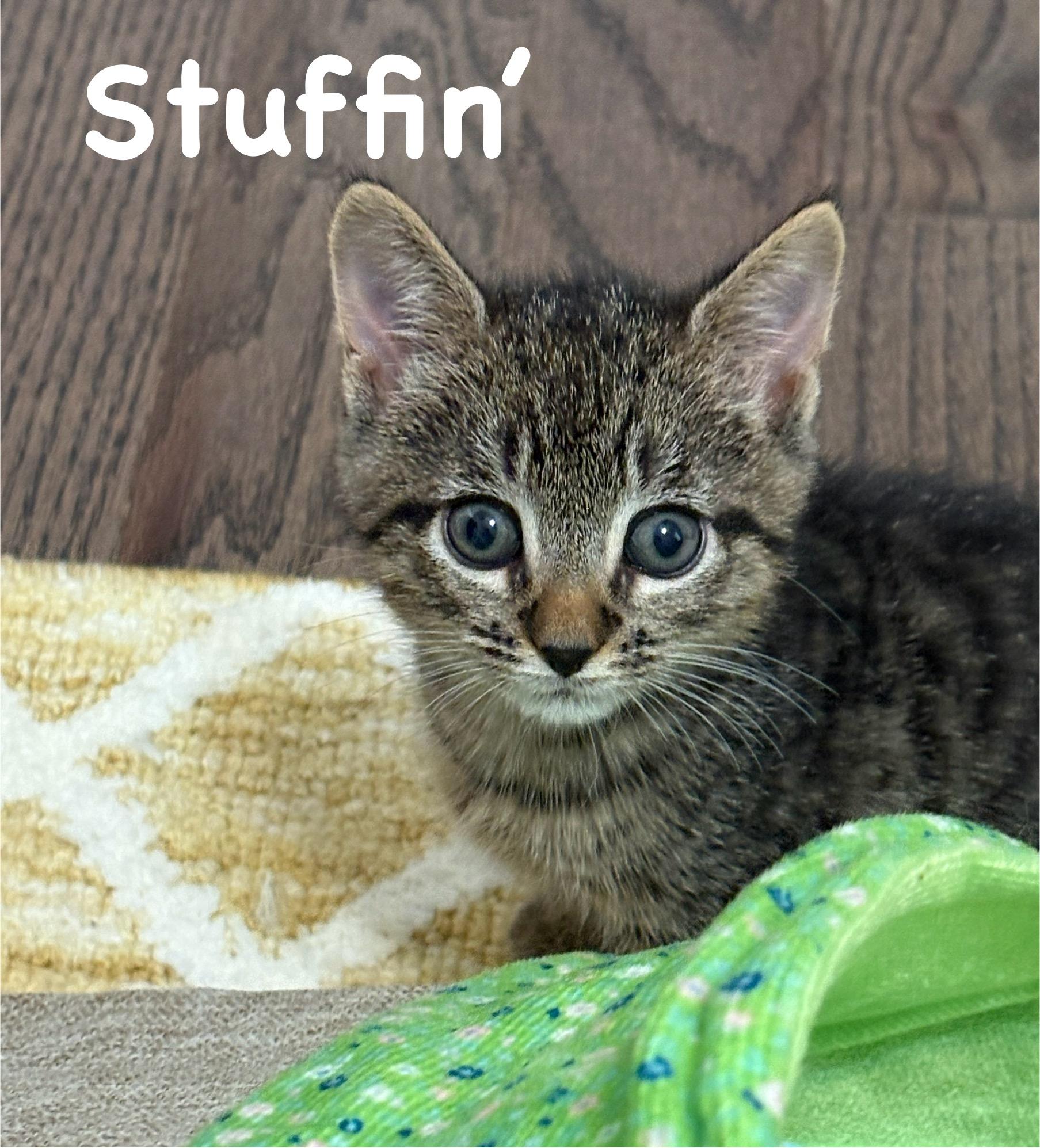 Enlarge Stuffin', a Adoptable mixed breed in Charlotte, NC image 5/5