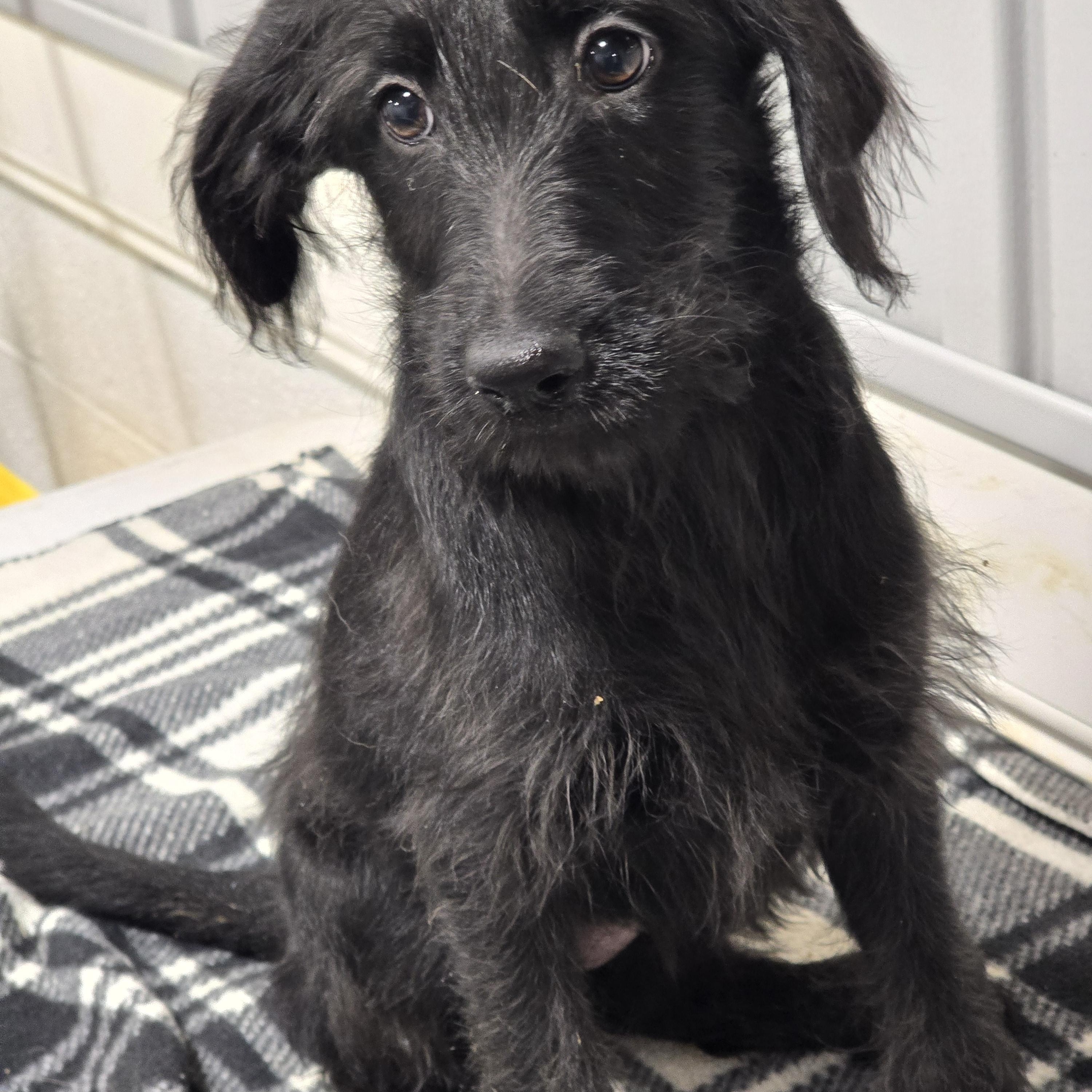 Letty, ADOPTABLE, Puppy Female Poodle & Belgian Shepherd / Malinois.