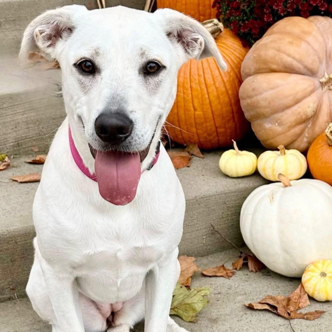 Daisy, a Adoptable mixed breed in Rockwall, TX image 2/6