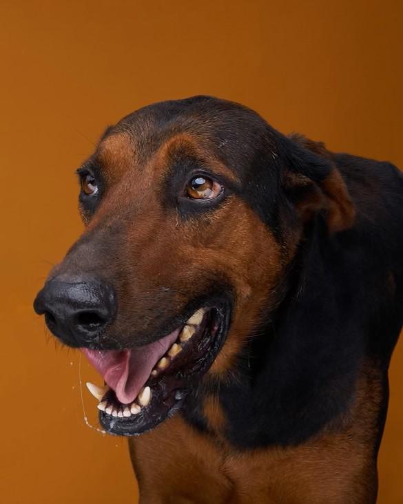 Lisa, Adoptable, Adult Female Belgian Shepherd / Malinois & Mixed Breed.