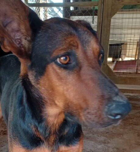 Lisa, a Adoptable mixed breed in Sullivan City, TX image 2/2