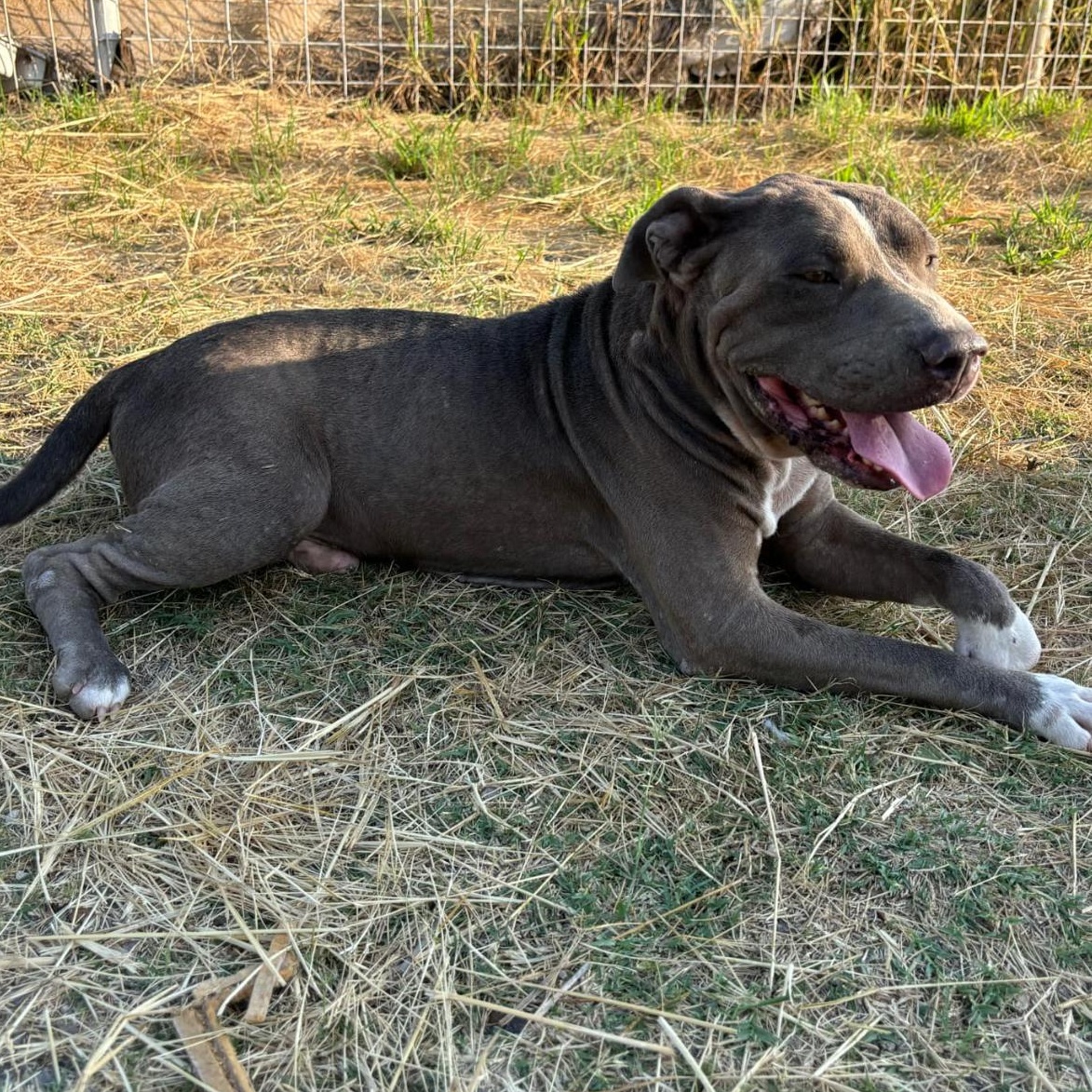 Enlarge Tank, a Adoptable mixed breed in Minneapolis, MN image 4/6