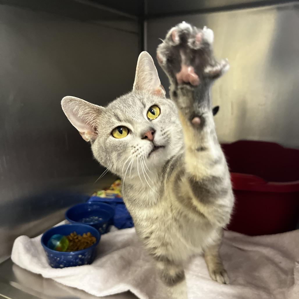 Loui, Adoptable, Adult Male Domestic Short Hair.