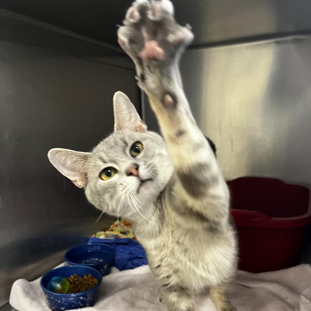Enlarge Loui, a Adoptable Domestic Short Hair in Harrisville, WV image 2/2