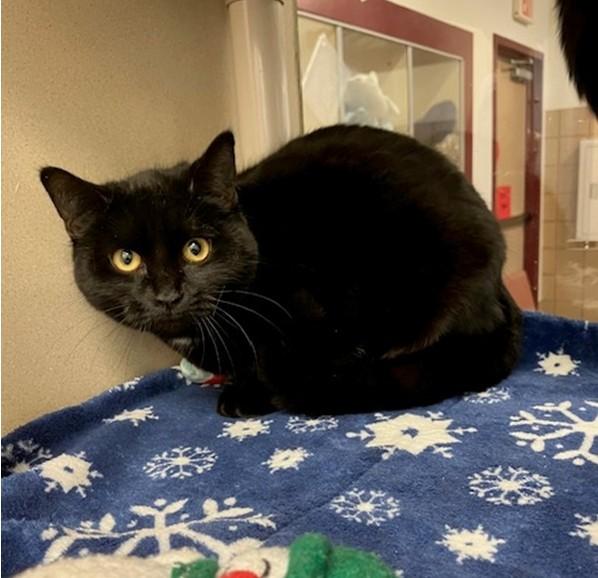 Enlarge CHRISSIE, a Adoptable Domestic Short Hair in Springfield, MA image 1/1