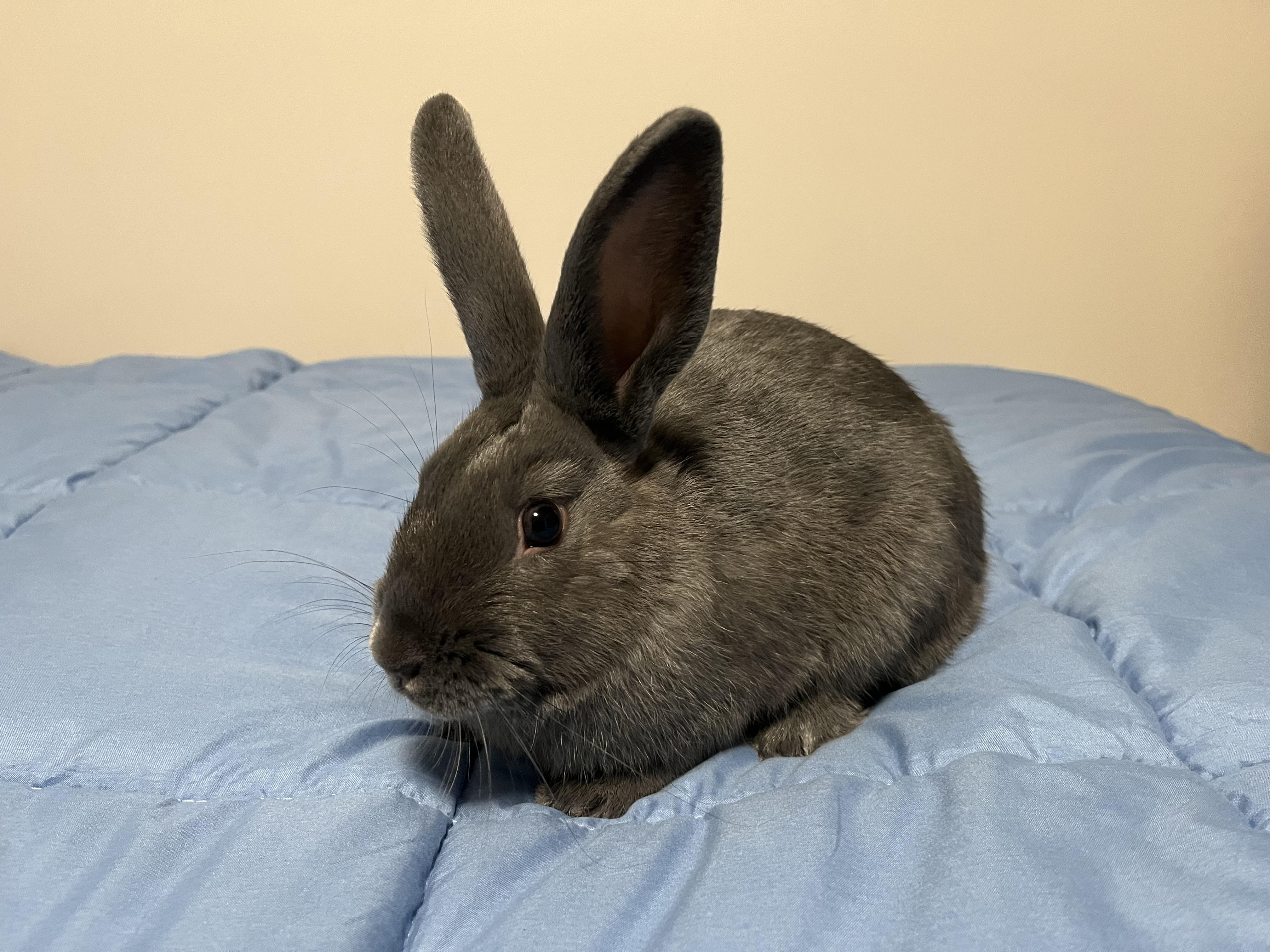 Enlarge Leo, a Adoptable mixed breed in Grand Rapids, MI image 5/6