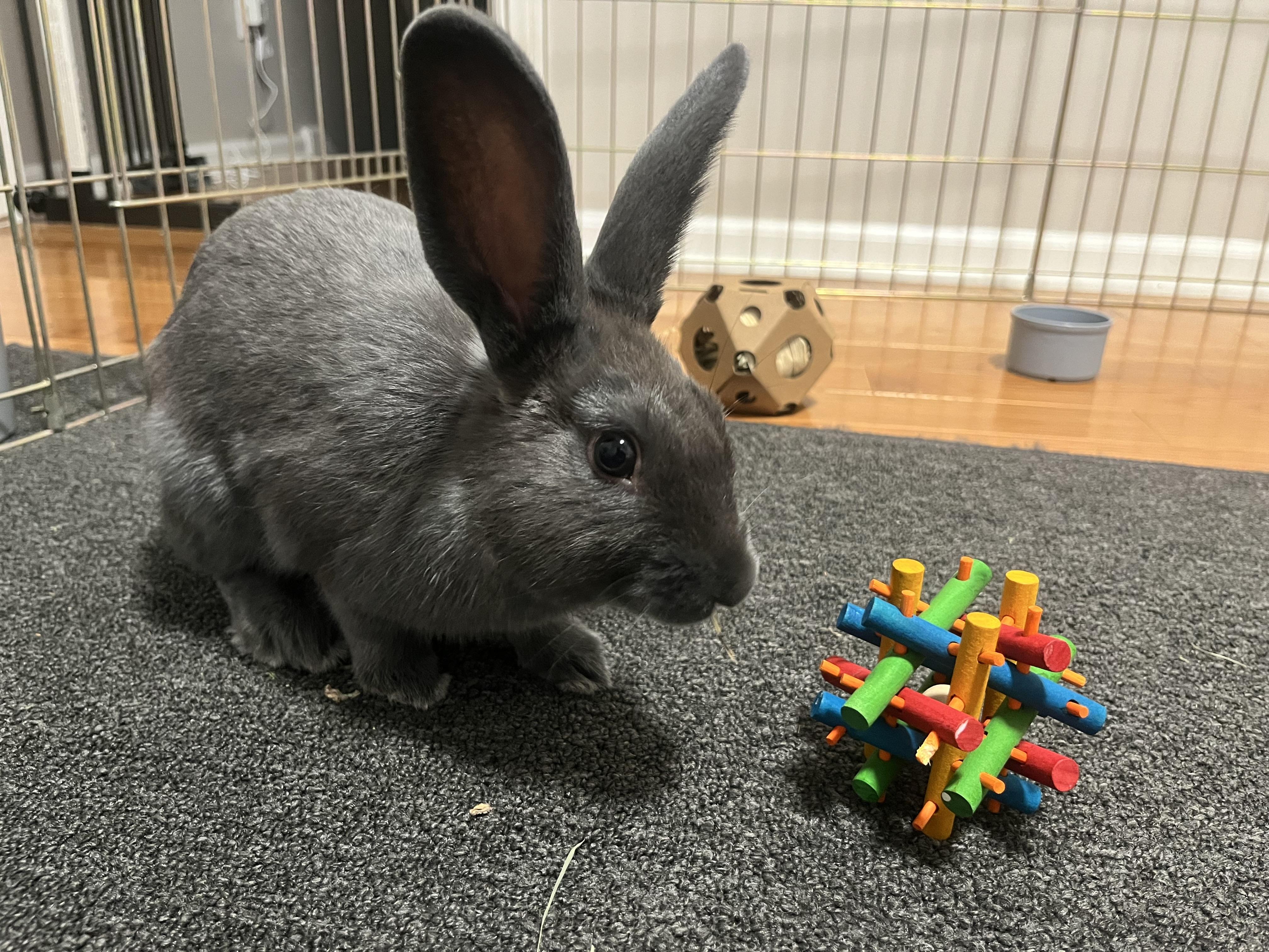 Enlarge Leo, a Adoptable mixed breed in Grand Rapids, MI image 3/6