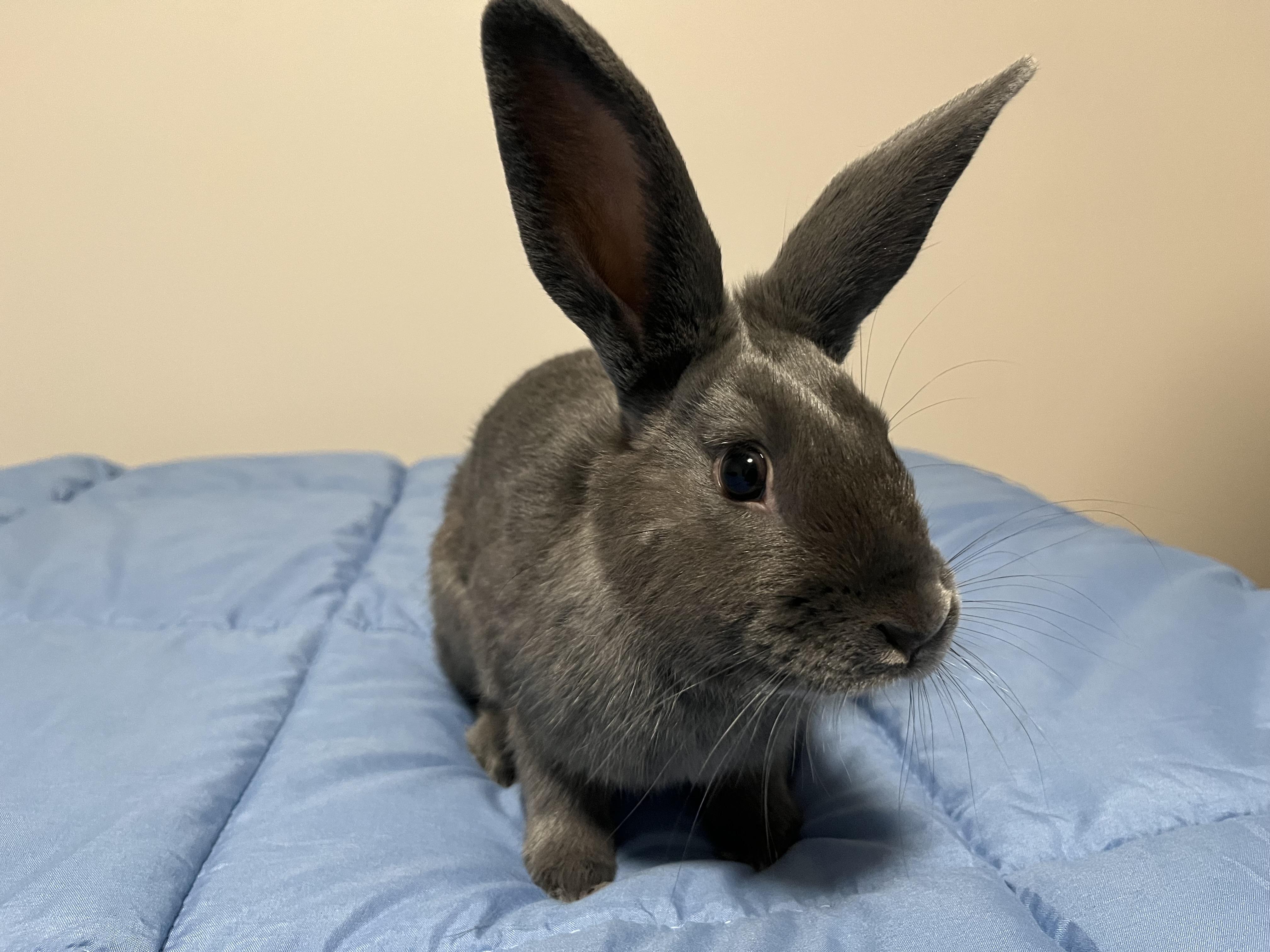 Leo, Adoptable, Young Male Lionhead & American.