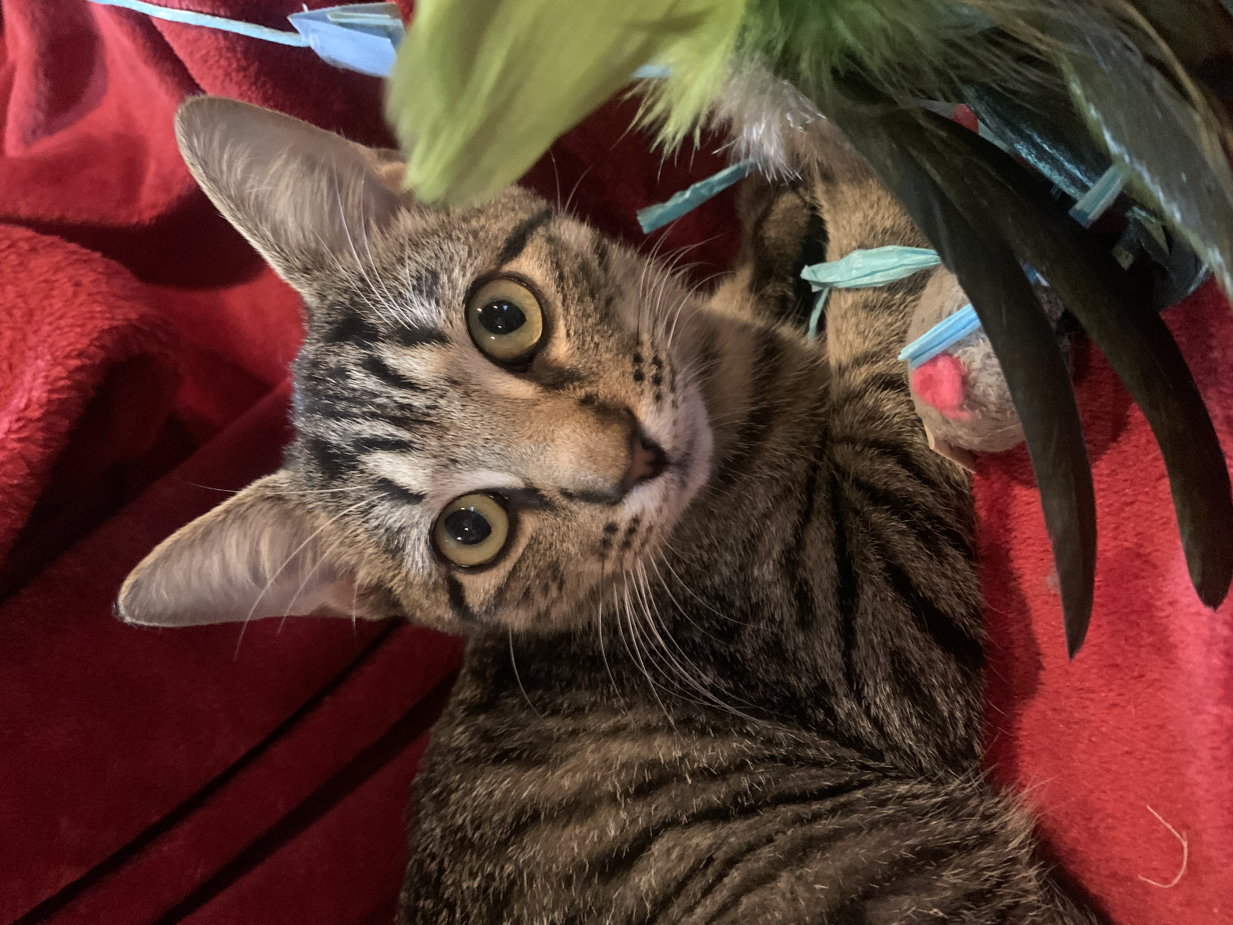 Beaux, a Adoptable mixed breed in Warwick, RI image 6/6