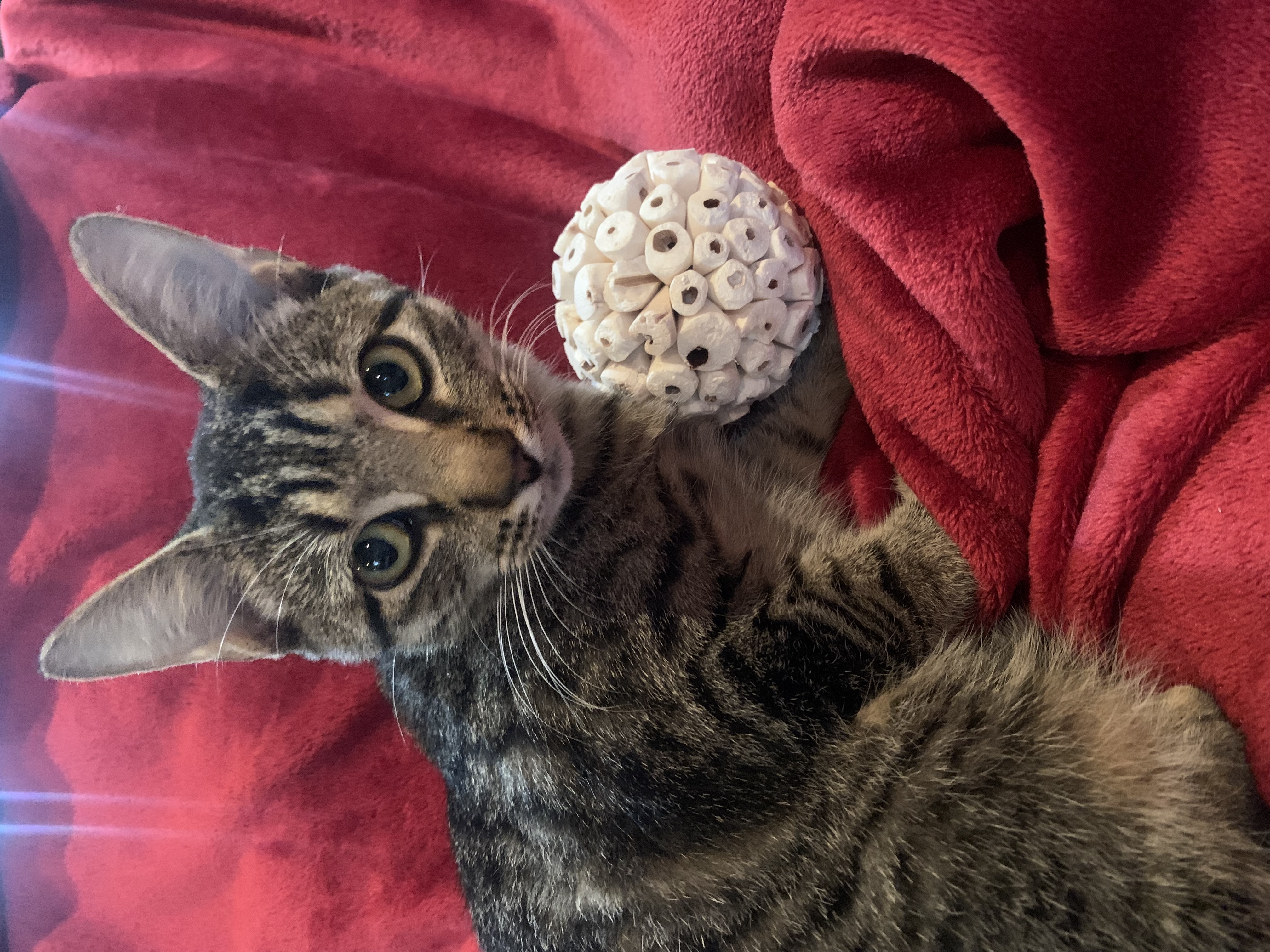 Beaux, a Adoptable mixed breed in Warwick, RI image 2/6