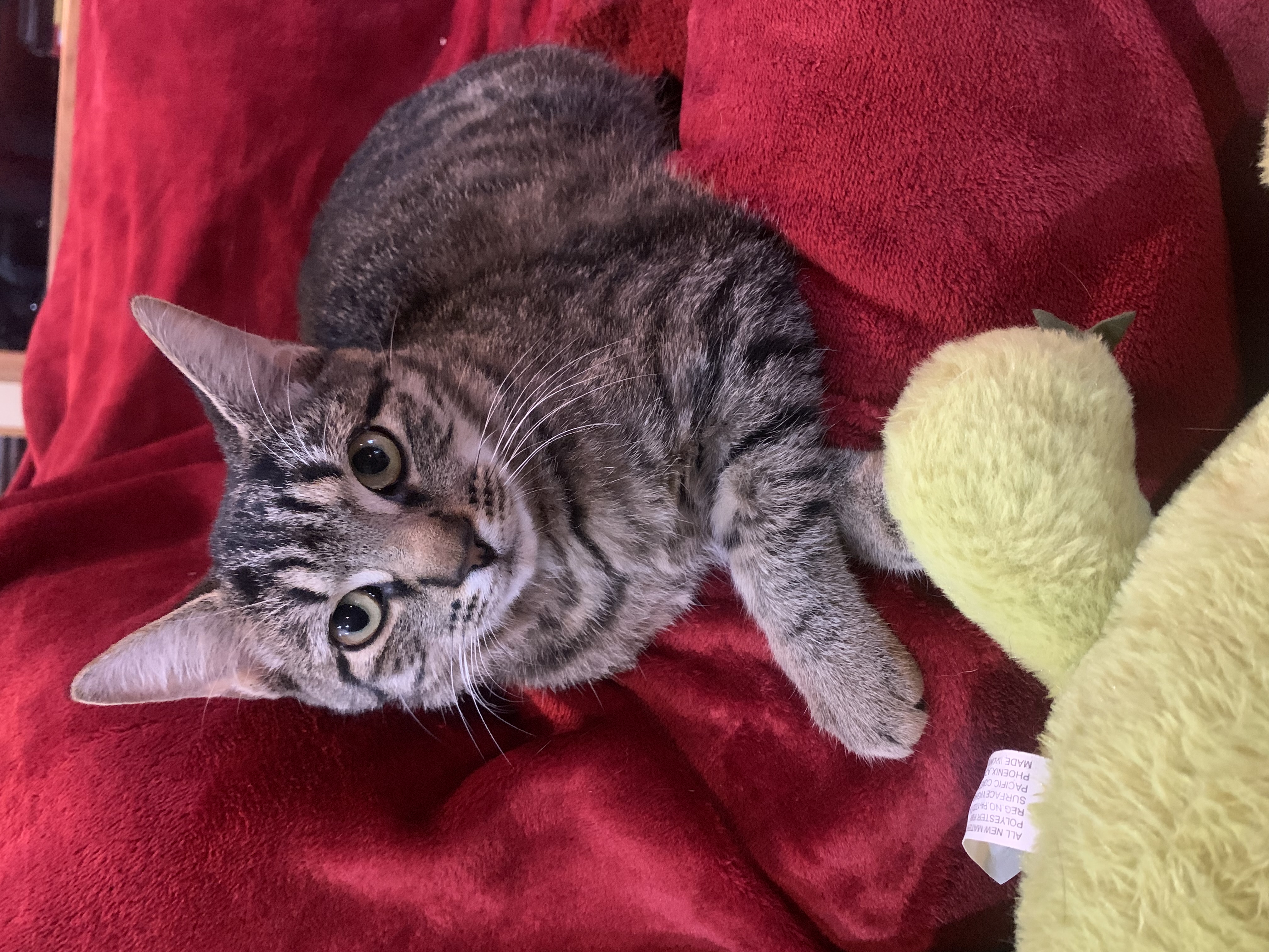 Beaux, Adoptable, Young Male Domestic Short Hair.