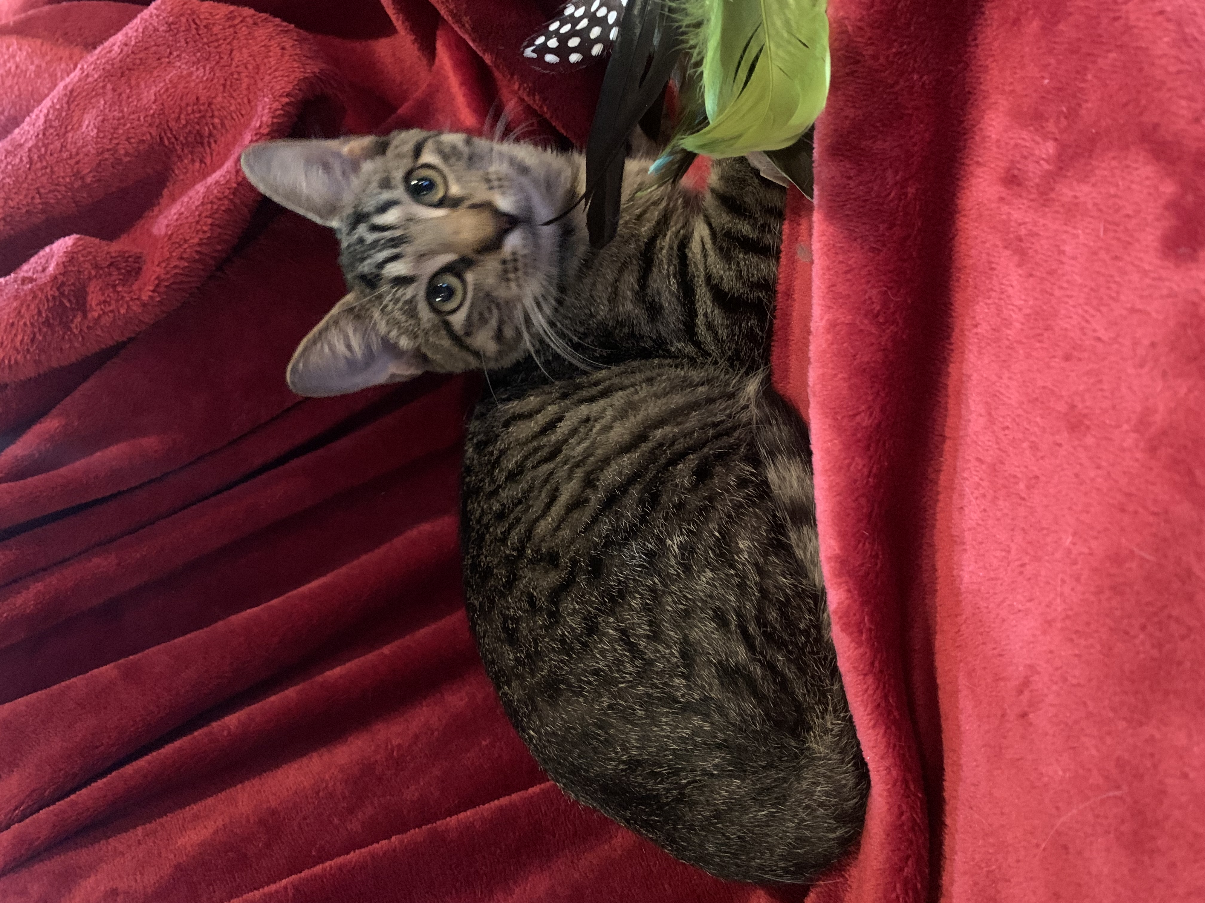 Beaux, a Adoptable mixed breed in Warwick, RI image 4/6