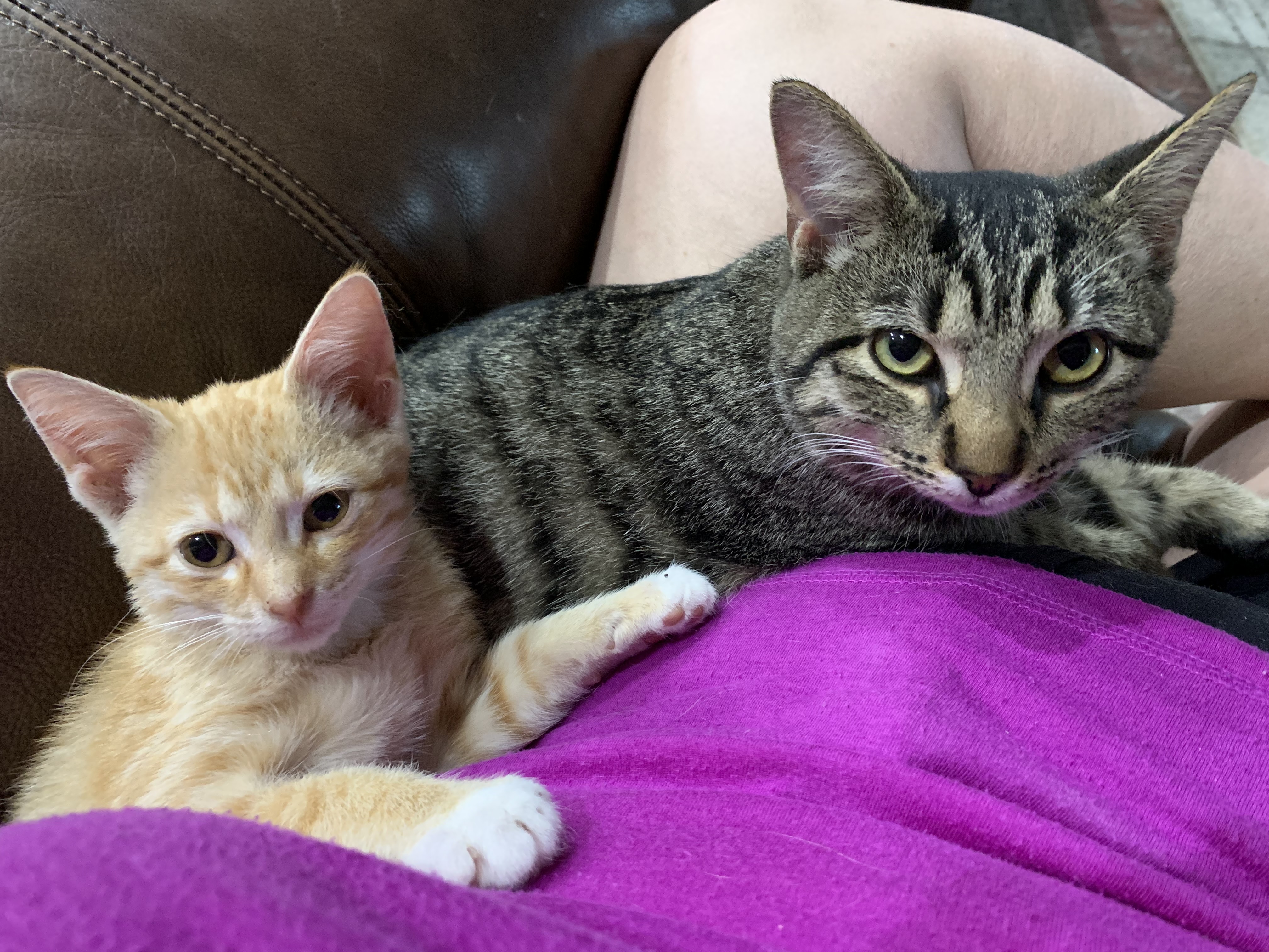 Beaux, a Adoptable mixed breed in Warwick, RI image 5/6