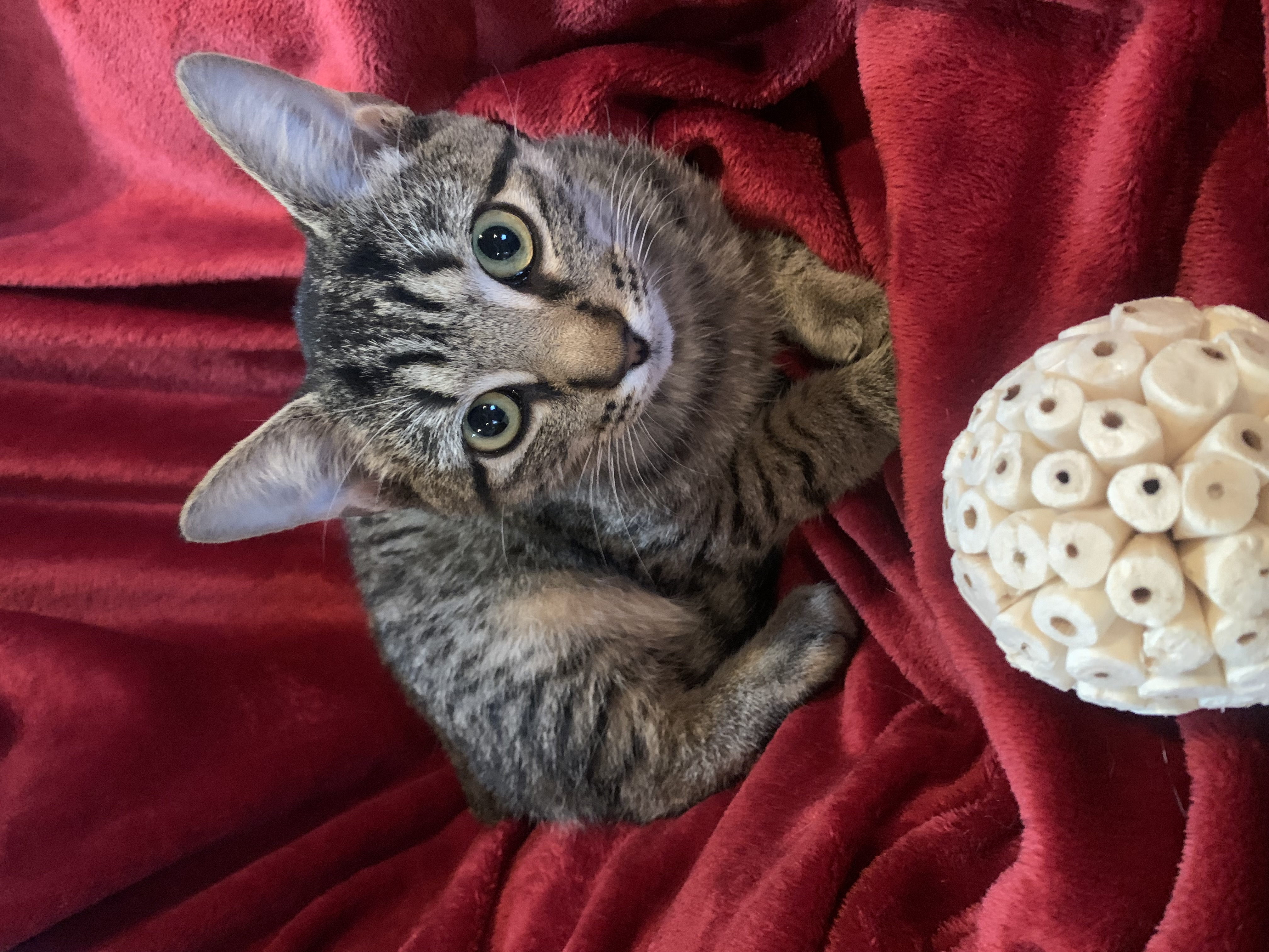 Beaux, a Adoptable mixed breed in Warwick, RI image 3/6