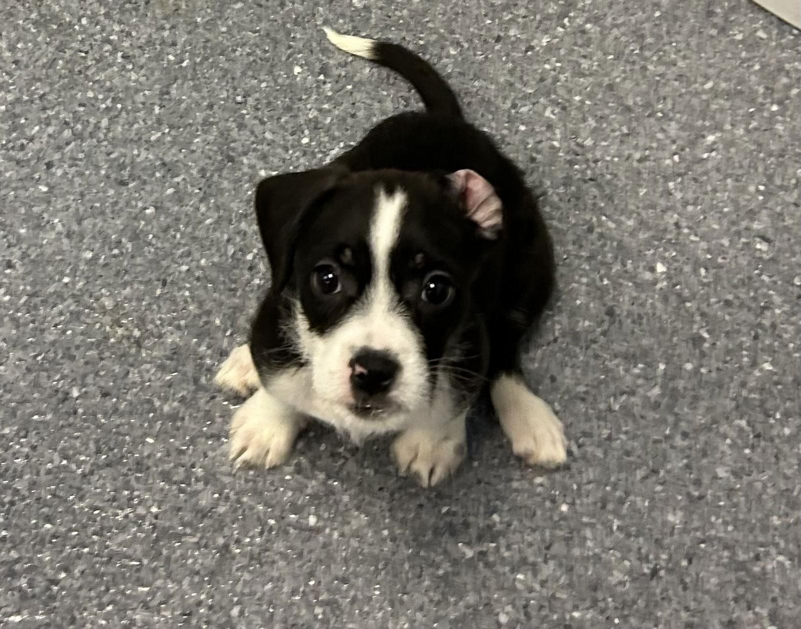 Peach, Adoptable, Puppy Female Terrier.