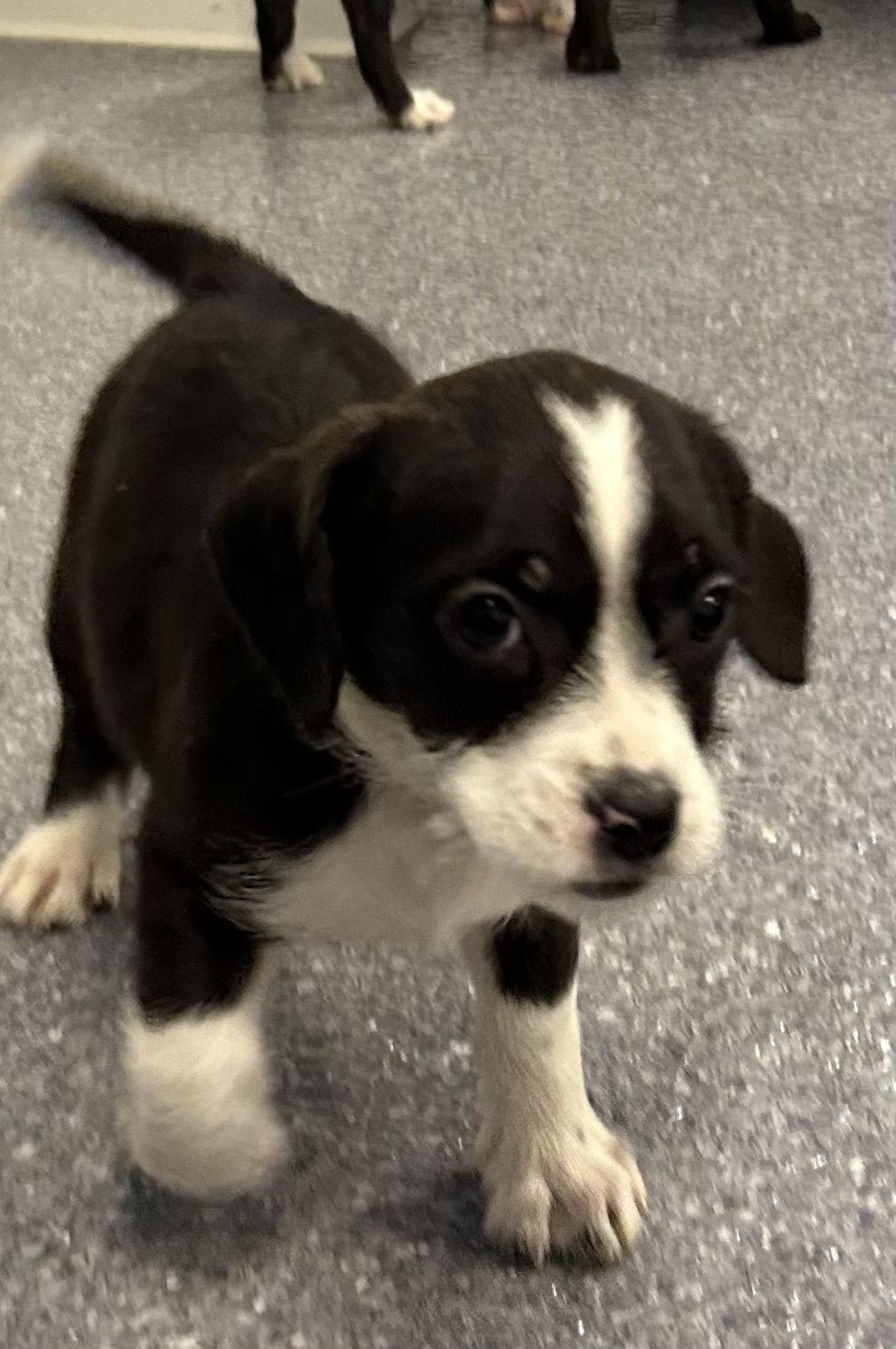 Enlarge Peach, a Adoptable Terrier in Steeleville, IL image 2/3