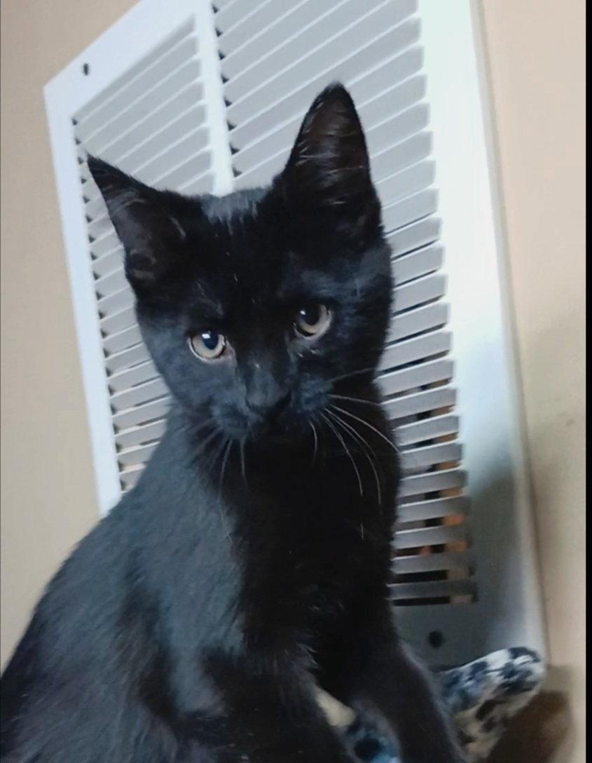 Serval, Adoptable, Kitten Female Domestic Short Hair.