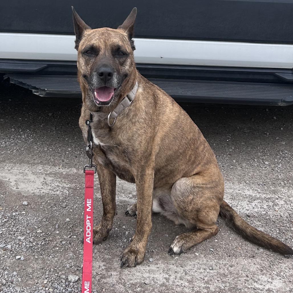 Enlarge NICO - Paws Behind Bars Trained, a Adoptable German Shepherd Dog in La Grange, KY image 2/6