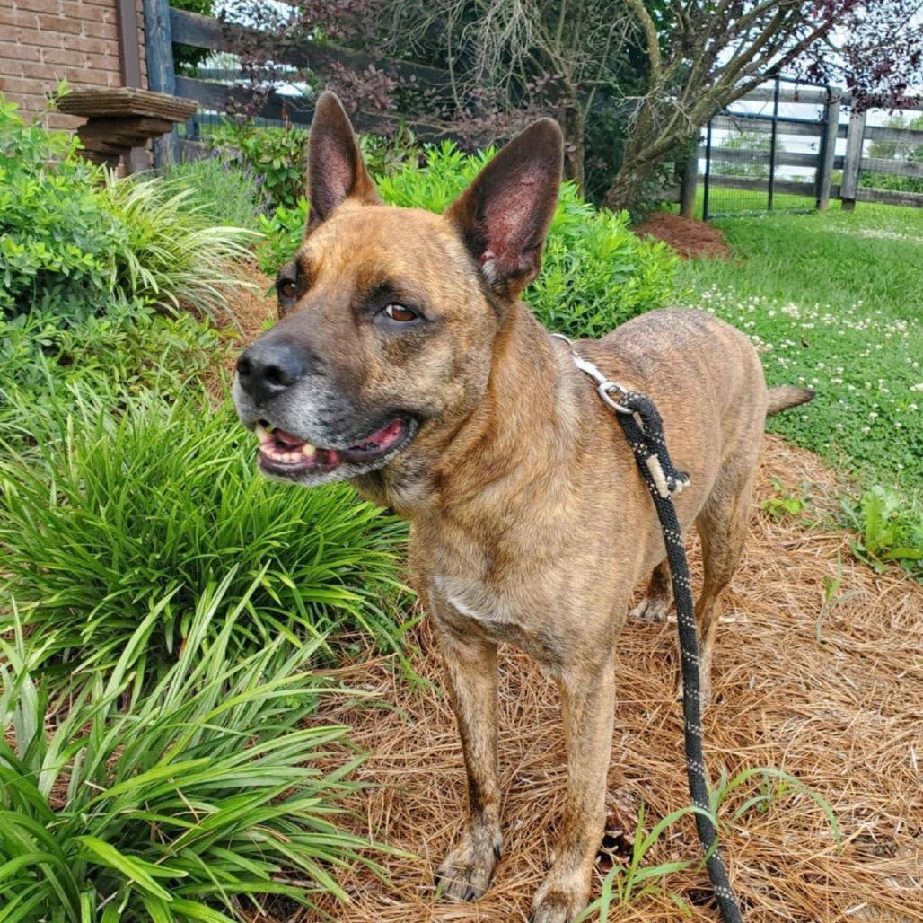 Enlarge NICO - Paws Behind Bars Trained, a Adoptable German Shepherd Dog in La Grange, KY image 4/6