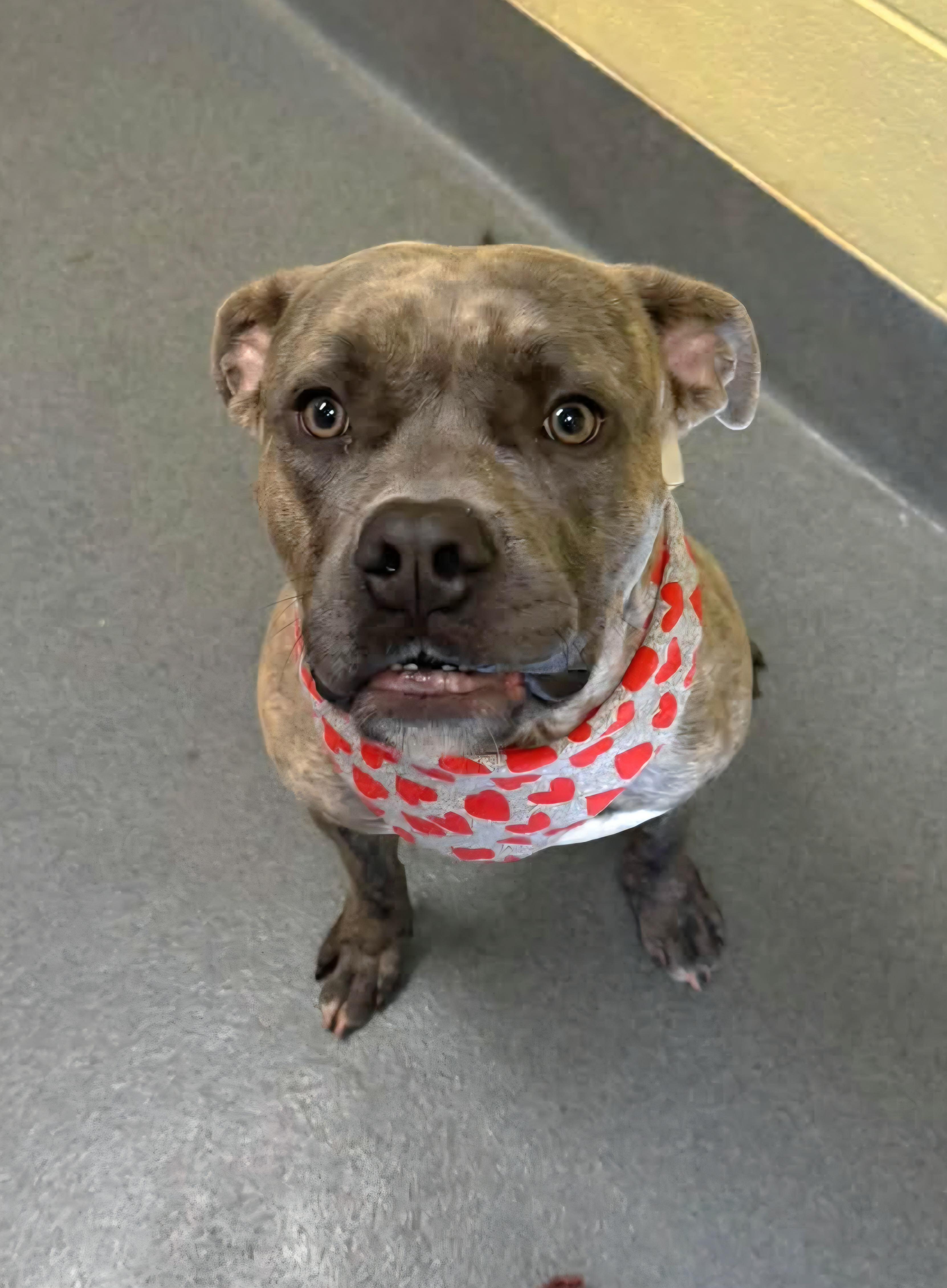 Enlarge Trent, a Adoptable Pit Bull Terrier in Amherst, VA image 2/5