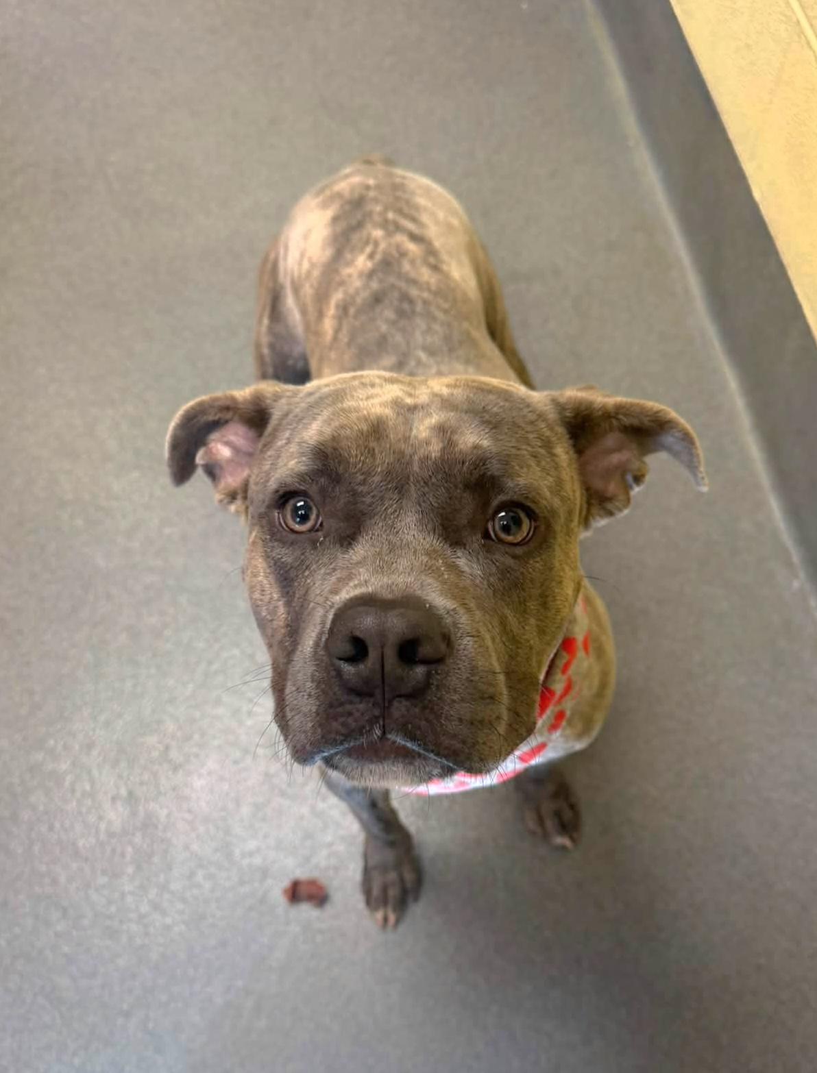 Enlarge Trent, a Adoptable Pit Bull Terrier in Amherst, VA image 4/5