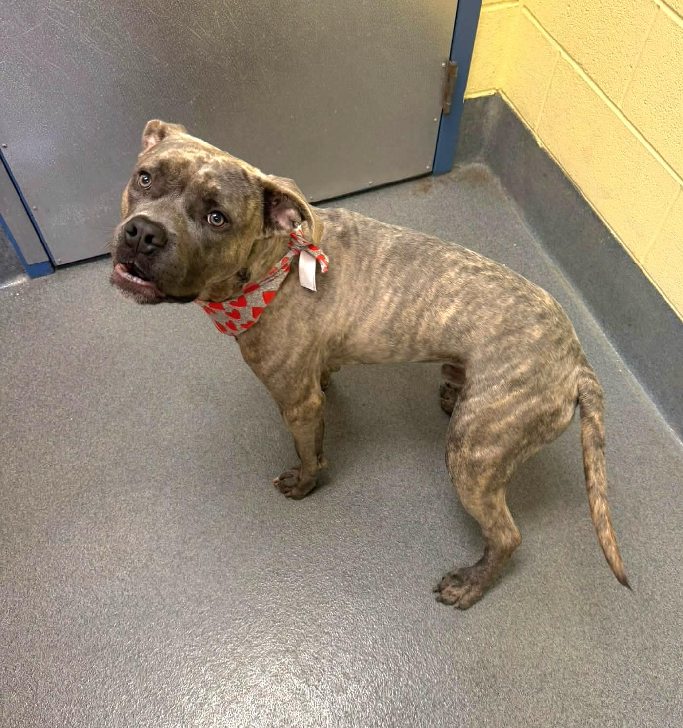 Trent, Adoptable, Adult Male Pit Bull Terrier.
