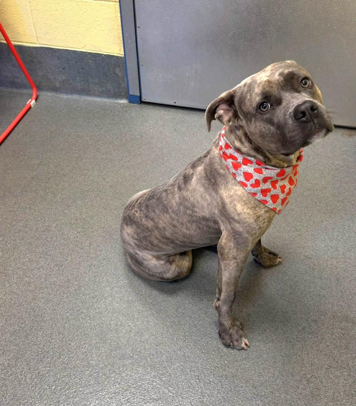 Enlarge Trent, a Adoptable Pit Bull Terrier in Amherst, VA image 5/5