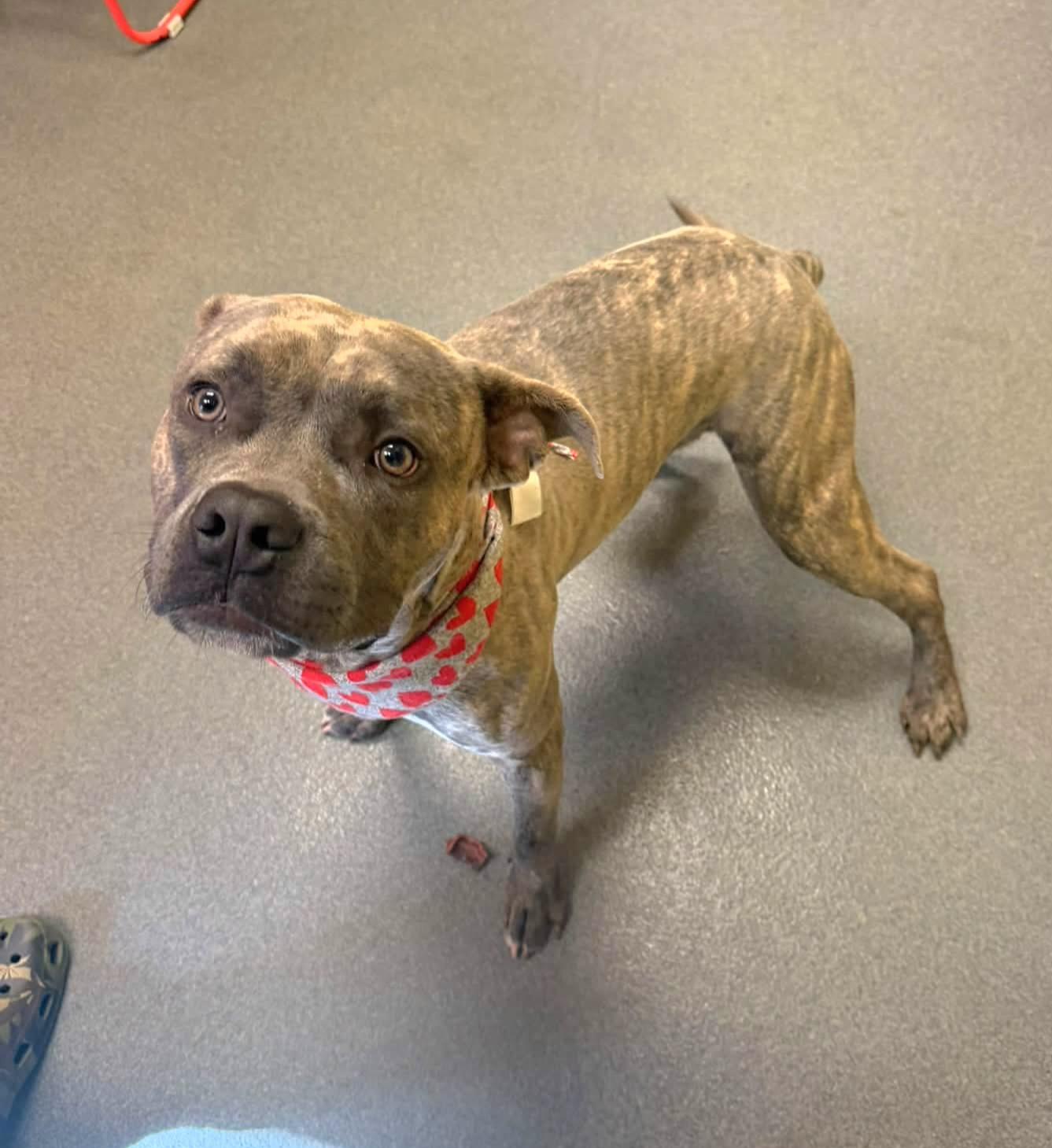 Enlarge Trent, a Adoptable Pit Bull Terrier in Amherst, VA image 3/5