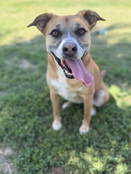 Twyla, a Adoptable mixed breed in Memphis, TN image 2/3