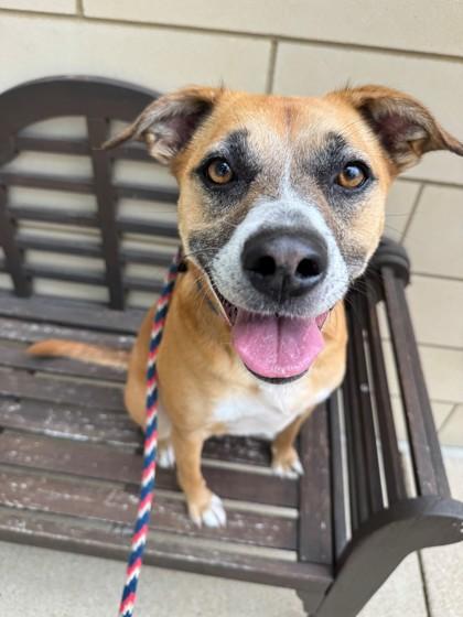 Twyla, a Adoptable mixed breed in Memphis, TN image 3/3