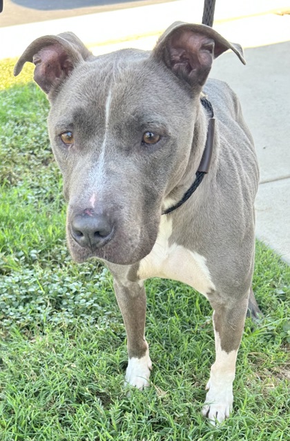 Enlarge Bo, a Adoptable Mixed Breed in Georgetown, TX image 1/3