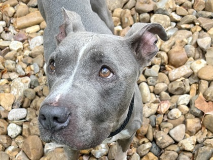 Enlarge Bo, a Adoptable Mixed Breed in Georgetown, TX image 2/3