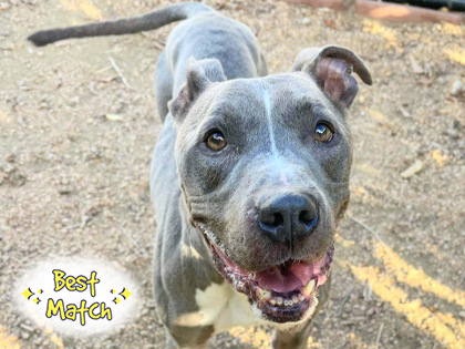 Enlarge Bo, a Adoptable Mixed Breed in Georgetown, TX image 3/3