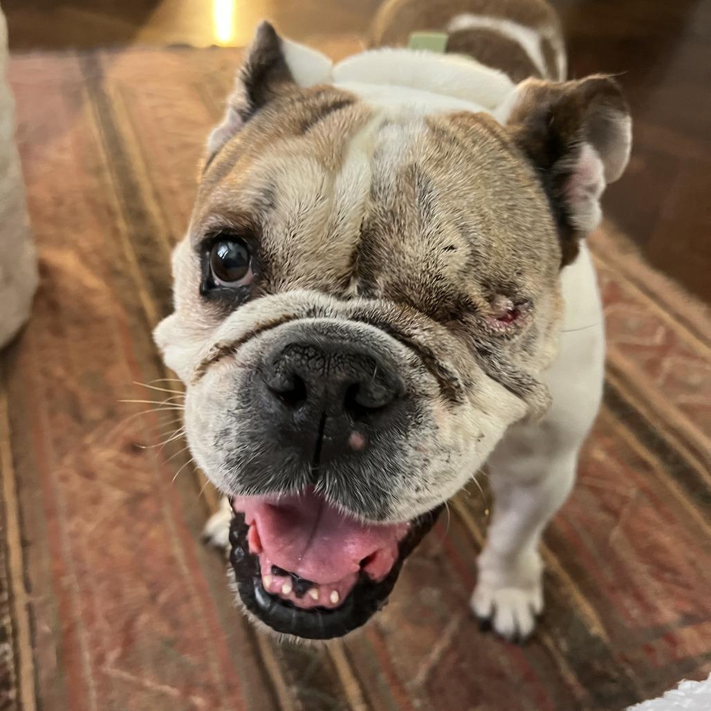 Ruth, Adoptable, Senior Female English Bulldog.