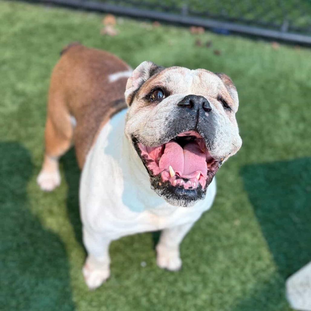 Enlarge Ruth, a Adoptable English Bulldog in Brooklyn, NY image 2/6